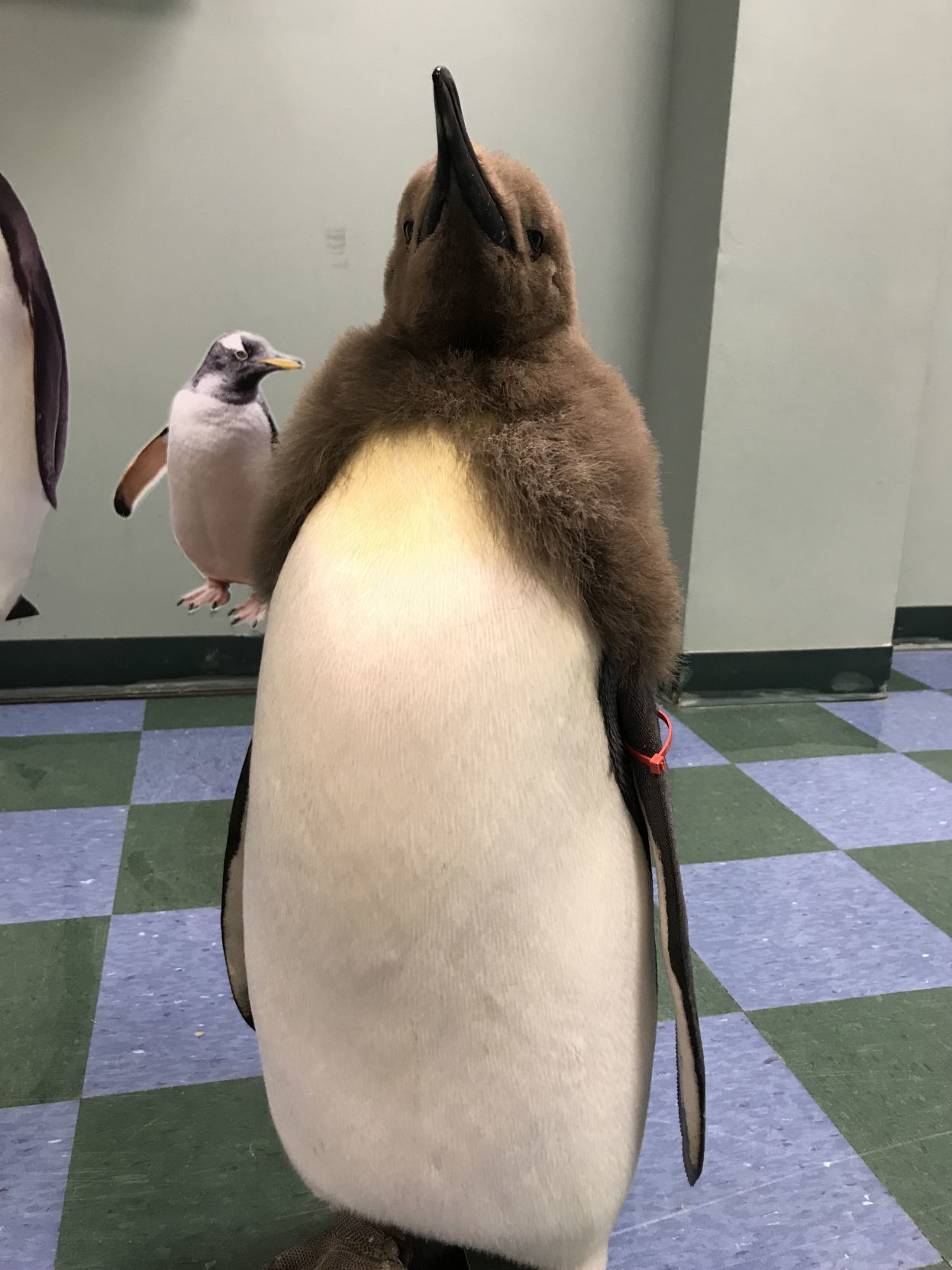 Penguins (the molting ones)